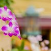 京都の胡蝶蘭を取り扱う生花店