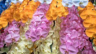 胡蝶蘭の花言葉は怖い？西洋と日本での違いや色別の花言葉も解説