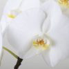胡蝶蘭のアマビリスについて徹底解説！育て方や贈るシーンを紹介！