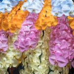 胡蝶蘭の花言葉ってなに？色別の意味と最適なシチュエーションを紹介！