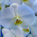 胡蝶蘭のブルーは珍しい花色！特徴や花言葉などを徹底紹介！