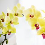 黄色の花びらが目を引く、胡蝶蘭のゴールデンエイジはお祝いにぴったり