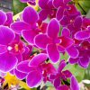 濃い紫色の胡蝶蘭は珍しい？種類や花言葉まとめ