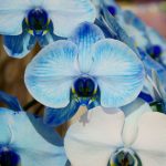水色がさわやかで可愛らしい胡蝶蘭「マリンブルー」とは？花言葉やおすすめのシーンをご紹介