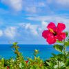沖縄で胡蝶蘭を贈りたい方必見！人気花屋・通販サイト5選をご紹介！
