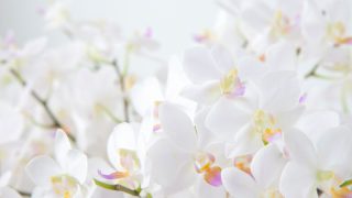胡蝶蘭はお祝いになぜ選ばれる？理由とおすすめのお花をご紹介