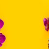 珍しい胡蝶蘭でワンランク上の贈り物を！品種や花言葉について  