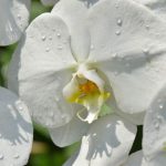 冬の胡蝶蘭は保温が重要！方法を紹介
