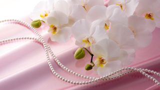 胡蝶蘭のブーケがおしゃれな結婚式で人気な理由｜値段や花言葉について
