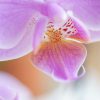 胡蝶蘭の花の構造はどうなっている？よくある質問にも回答