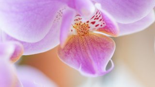 胡蝶蘭の花の構造はどうなっている？よくある質問にも回答