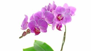 胡蝶蘭を一輪挿しで楽しもう！長持ちさせる方法や飾る場所