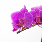 胡蝶蘭の種類「満天紅」とは？育て方やおすすめのお花を紹介