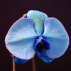 青い胡蝶蘭はなぜ珍しいの？作り方やおすすめの品種をご紹介