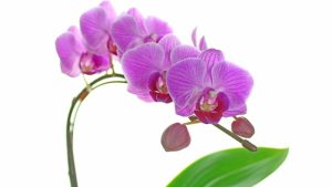 胡蝶蘭 ギフト 価格 イメージ
